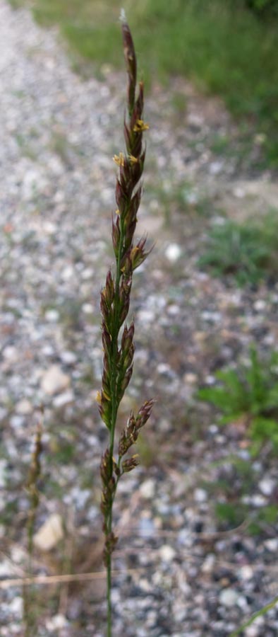 Poaceae - Bromopsis erecta  (+Festuca arundinacea)